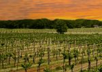 Spicewood Vineyards - Lake Travis Vineyard & Winery