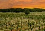 Spicewood Vineyards