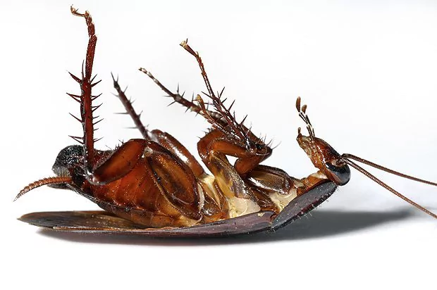 Lake Travis Pest Control