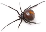 Lake Travis Pest Control