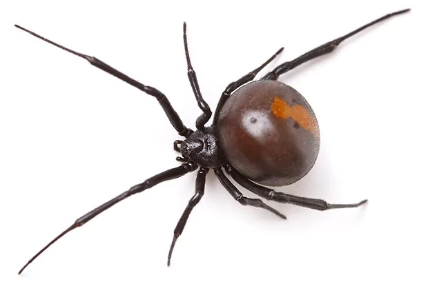 Lake Travis Pest Control