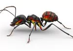 Lake Travis Pest Control