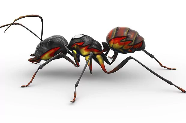 Lake Travis Pest Control