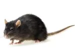 Lake Travis Pest Control