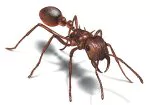 Lake Travis Pest Control