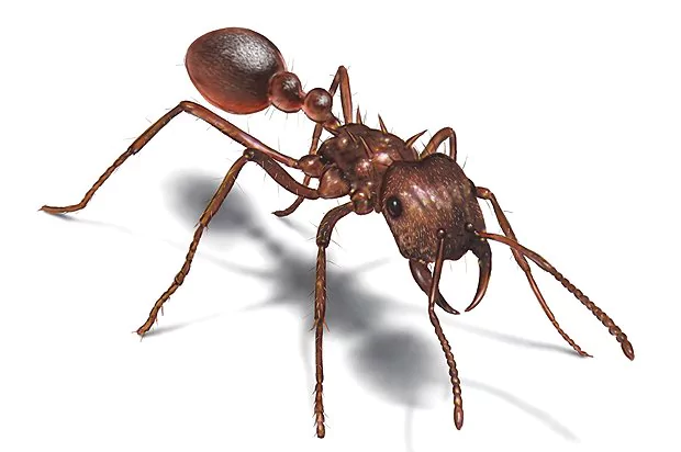 Lake Travis Pest Control