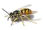 Lake Travis Pest Control