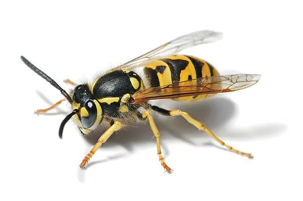 Lake Travis Pest Control