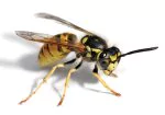 Lake Travis Pest Control