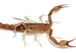 Lake Travis Pest Control