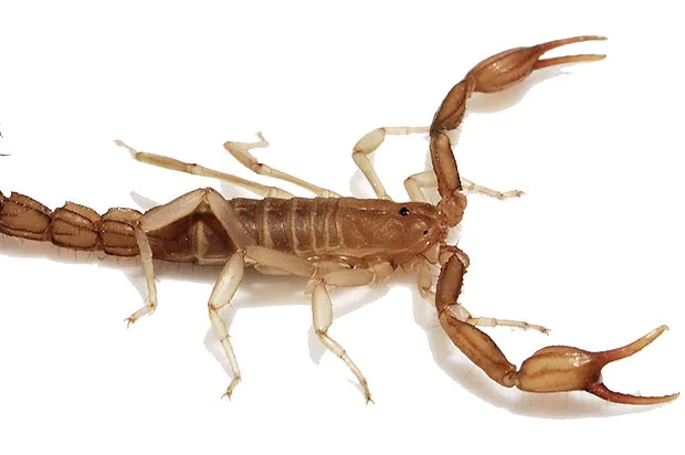 Lake Travis Pest Control