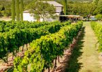 Stonehouse Vineyard - Lake Travis Winery & Vineyard
