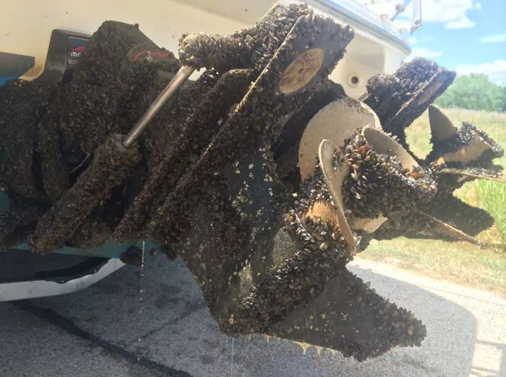 Chapman Marina Zebra Mussel Removal