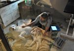 Lakeway Veterinary Clinic