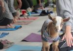 GOGA Goat Yoga - Bee Cave TX