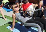 GOGA Goat Yoga - Bee Cave TX