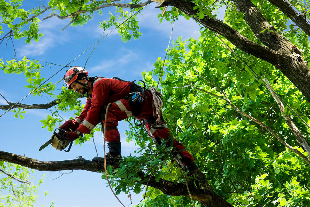 Lake Travis Tree Service - Austin Tree Surgeons