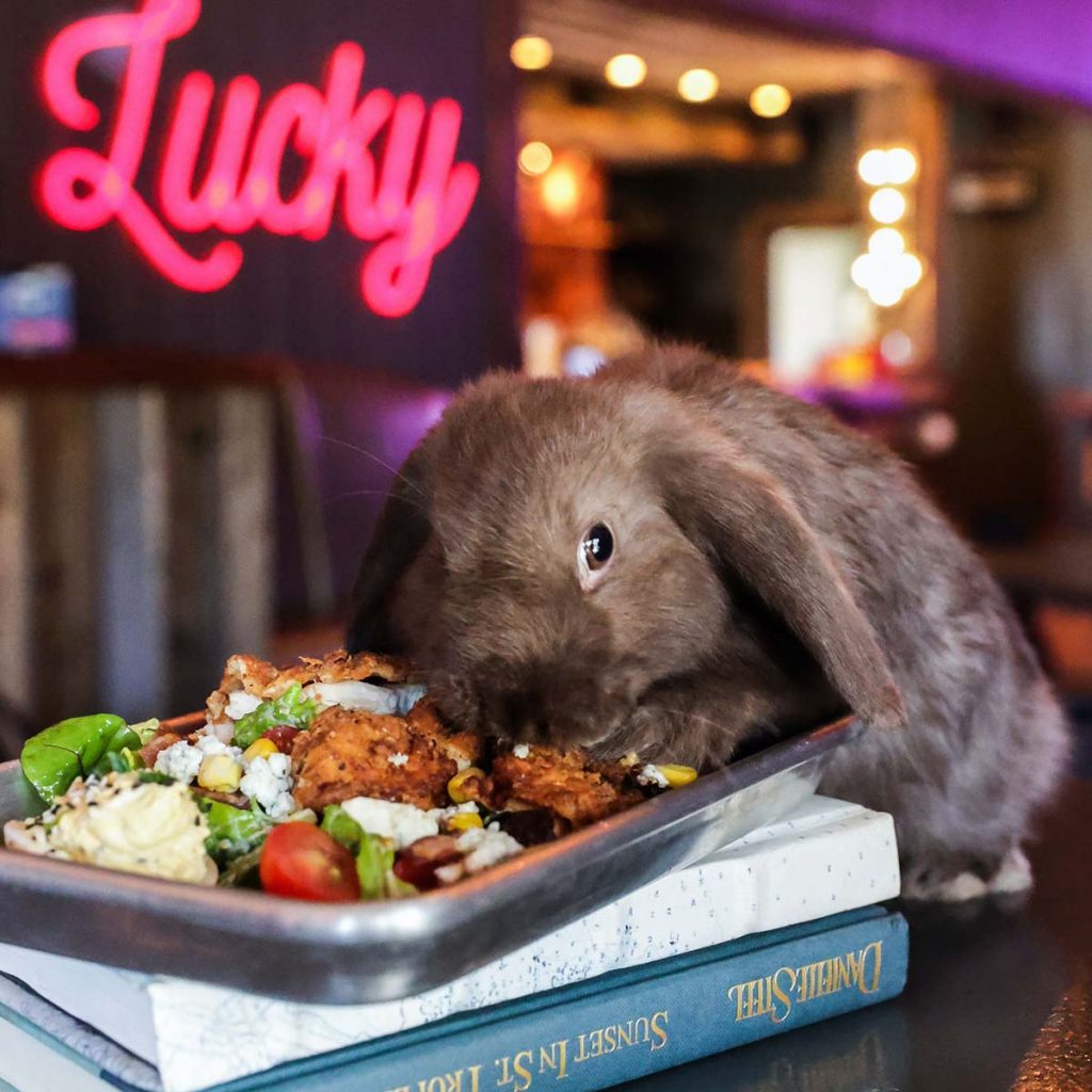 Lucky Rabbit Live Music Bar & Kitchen - Lake Travis TX